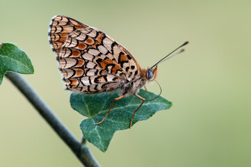 species of butterflies of the genus Shashechnitsa (Melitaea) of the Nymphalidae family (Nymphalidae) in the early morning on a field flower dries its wings from dew