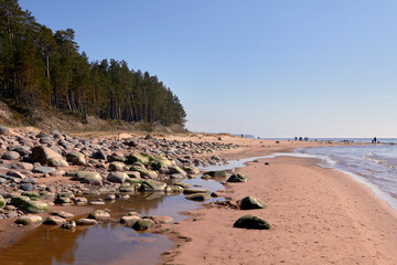 Pines and big stones at Baltic sea shore near Tuja in Old Rocks, Veczemju klintis  Latvia