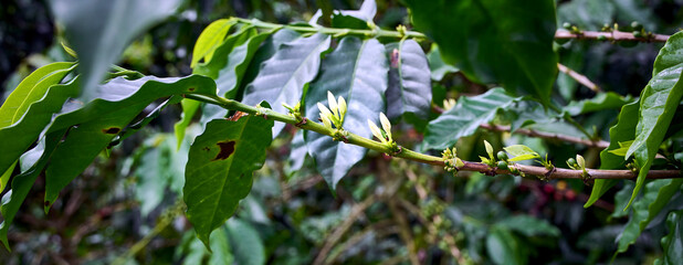 Branches with coffee flowers, grown in Colombia’s coffee axis