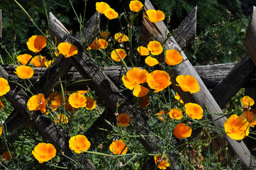 Kalifornischer Mohn Blüten,
Goldmohn Blumen am Zaun,
