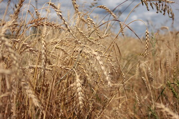 Fototapeta premium ears of wheat on the field