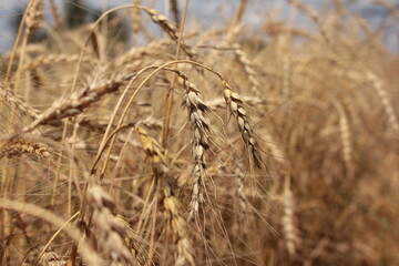 ears of  wheat on the field