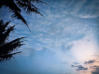 palm tree silhouette