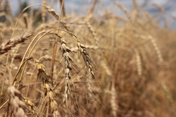 Fototapeta premium ears of wheat on the field