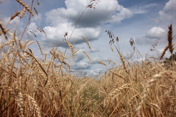 Fototapeta premium ears of wheat on the field