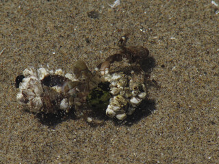 2 Hermit Crabs Battling Over A Shell in a Puddle Near Haystack Rock, Cannon Beach.