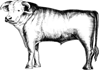 Vector black and white illustration of a bull.