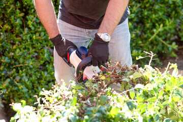 man cutting and trimming  bushes and hedges with 
Hedge Trimmer 