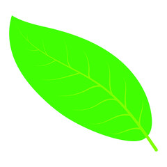 Obraz premium green leaf without background
