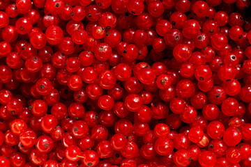 Harvest of red currant. lots of currants.