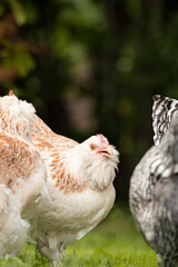 free range chickens