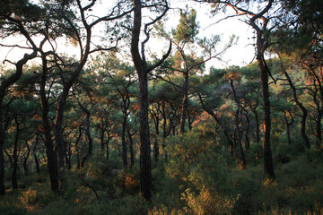 Sunset lights in the forest. Trees