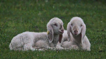 Small lambs resting on a field