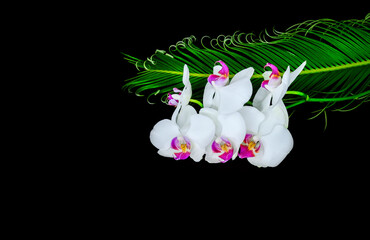 WHite orchids and green tropical palm leaf. Isolated on black.
