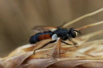 Insect sitting on the ears of grain

