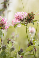 thistle and bee