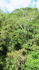 tropical forest in Costa 