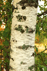 Trunk of Birch Tree bark closeup