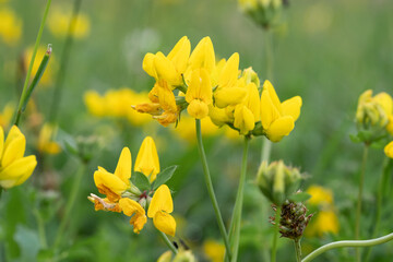 yellow flowers in spring