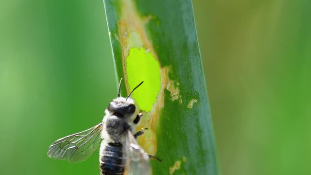 Bee builds a house in a plant stem