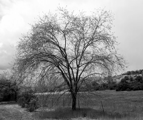 Black and White silhouette of tree