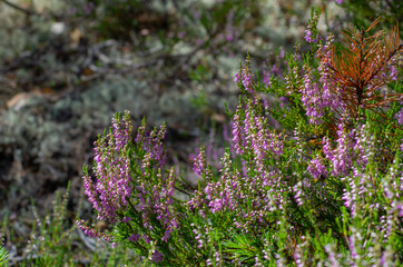 Blooming heather in wild pine forest with white moss.