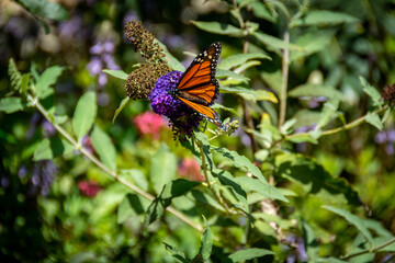 Beautiful Monarch butterfly is perched on a purple flower in a butterfly garden, with thorax, proboscis, antenna and wings displayed.