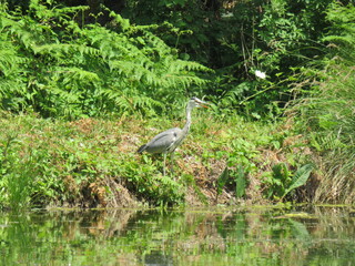 Heron fishing in the Somme