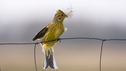  Trznadel (Emberiza citrinella)
