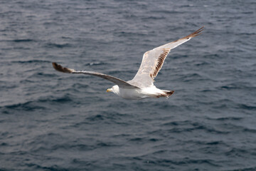 Fototapeta na wymiar A seagull is flying in the sky