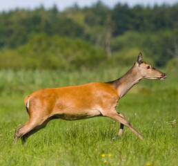  Jeleń szlachetny,łania (Cervus elaphus) © Harald