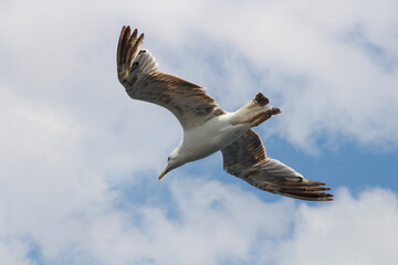 A seagull is flying in the sky