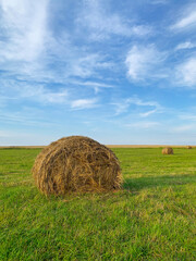 Haystacks on a green field against the blue sky. Large round rolls of brown wheat straw. Grain harvesting, agriculture.
