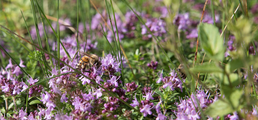 Obraz premium Aromatic medicinal and culinary thyme close-up.