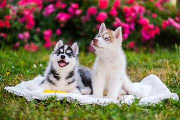happy siberian husky puppies posing outside. Super cute puppies are posing.