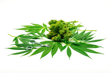Cannabis-Bl&auml;tter geschnitten, Buds mit Scheere, wei&szlig;er Hintergrund.