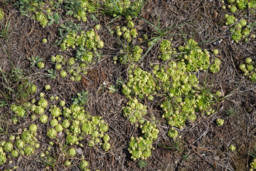 Stone roses grow in the forest on dry sand among the moss.