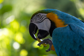 blue and yellow macaw eating fresh fruit
