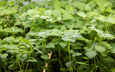 Sprouts of different plants in a greenhouse in pallets. The topic of business in the agronomy industry. Food growing industry for sale. Eco products without gmo