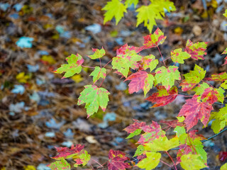 Autumn's Changing Colors In Maple Leaves