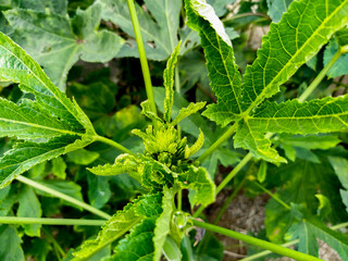 Young Okra Plant (Lady`s Finger) in Nepali Field