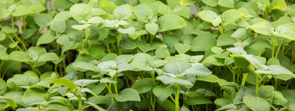 Sprouts of different plants in a greenhouse in pallets. The topic of business in the agronomy industry. Food growing industry for sale. Eco products without gmo