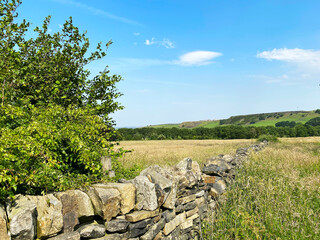 Corner of a hayfield, with a tree by a dry stone wall, long grasses and hills in the distance near, Bradford, Yorkshire, UK