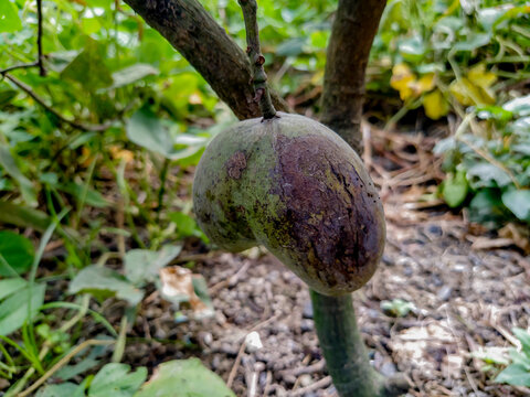 Ripe Heart (LOVE) shape mango isolated on Steel Pot
