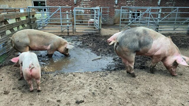 Domestic pigs. Pigs on a farm in the village. Swine covered in mud 