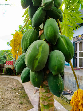 Papaya tree stock image with fruit - low angle papaya tree, crow flying in the blue sky background