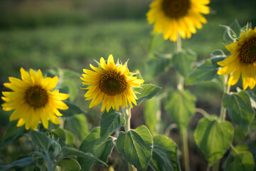 Sunflowers on a green background in the sun. Agricultural culture, summer background. The concept of agriculture and the beauty of nature.