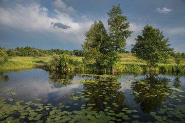 Obraz premium landscape meadows in warm evening light