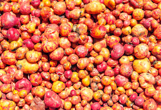 Olluco (Ullucus tuberosus) melloco or papa lisa, tuber from the Andes mountains of Ecuador, Peru and Bolivia. Vegetable market of Quito, Ecuador.