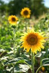 Sunflowers on a green background in the sun. Agricultural culture, summer background. The concept of agriculture and the beauty of nature.